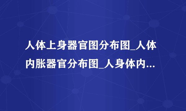 人体上身器官图分布图_人体内胀器官分布图_人身体内脏器官分布图