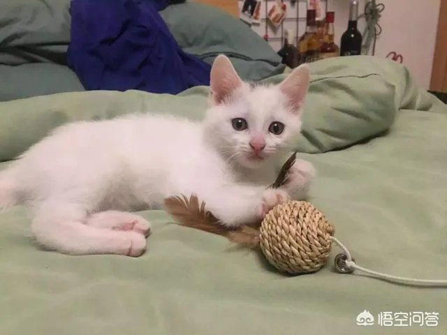 给每个员工发一只猫，等员工离职的话要把猫退还给公司，这样做可以起到稳定团队的作用吗？