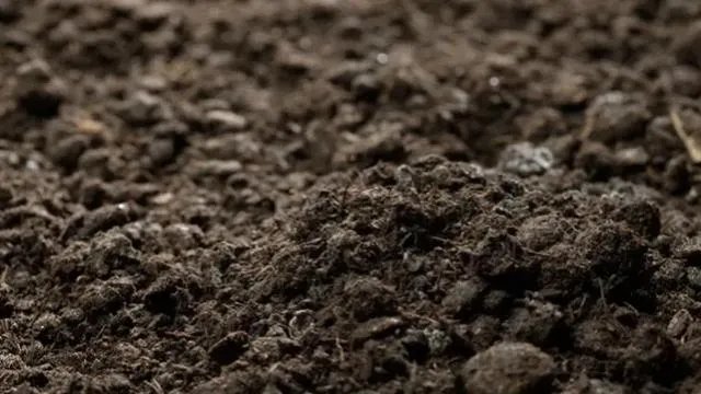 山东出现炭疽死亡病例！至少三地有人确诊，它是如何进行传播的？