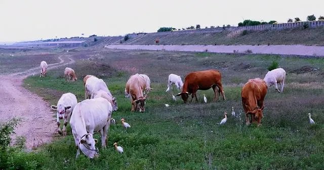 山东出现炭疽死亡病例！至少三地有人确诊，它是如何进行传播的？