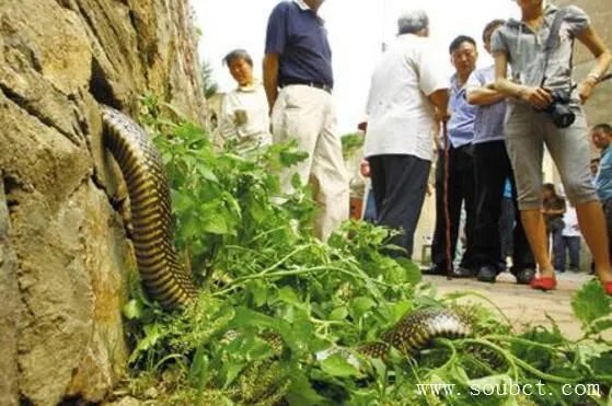 四川挖出50米大蟒蛇 四川境内发现中国最大的蛇