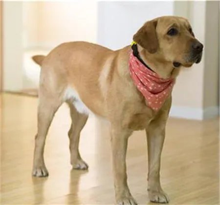 电视剧神犬小七大结局介绍 小七最后被谁带走了