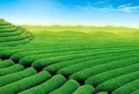 中茶108这个品种有何优缺点？