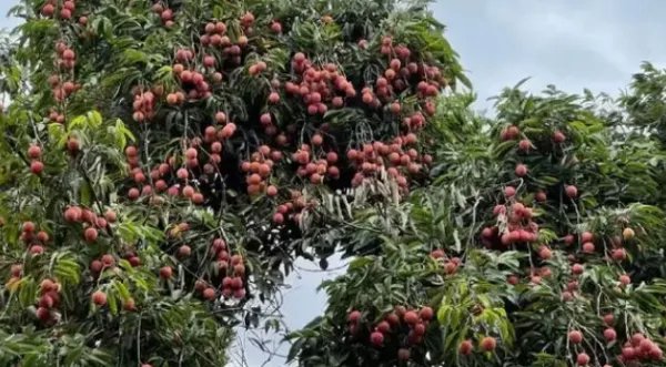 专家攻克无核荔枝种植难题，这将对农业带来怎样的帮助？