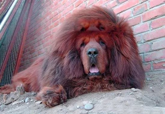中国藏獒十大獒王排名 狮王中国最有名的藏獒