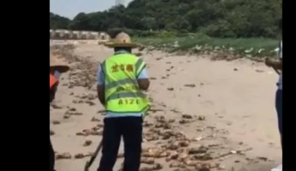 东莞海滩出现大量猪蹄 估测猪蹄超20吨 多部门已介入