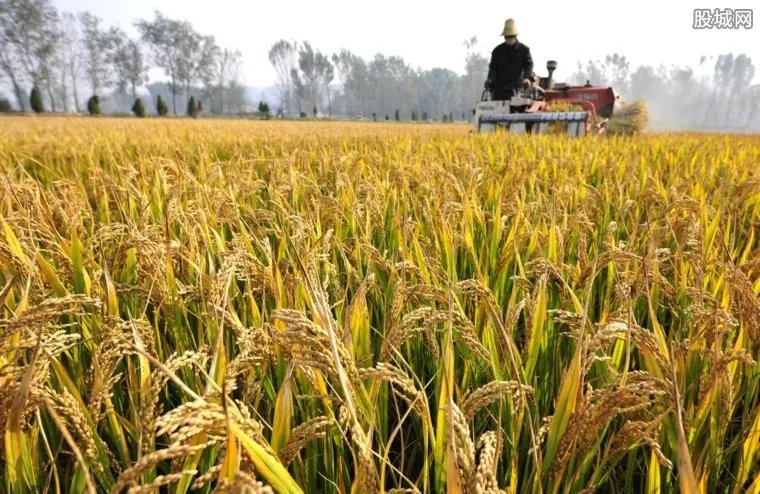 2022年粮价大变？那么此事究竟是不是真的？