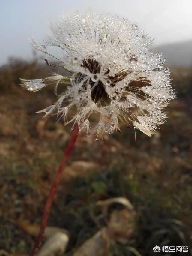 积极的生活态度