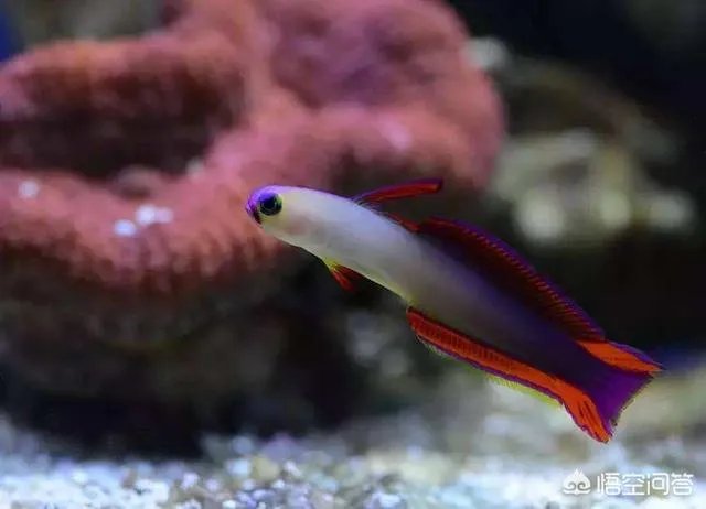 雷达鱼好养吗？