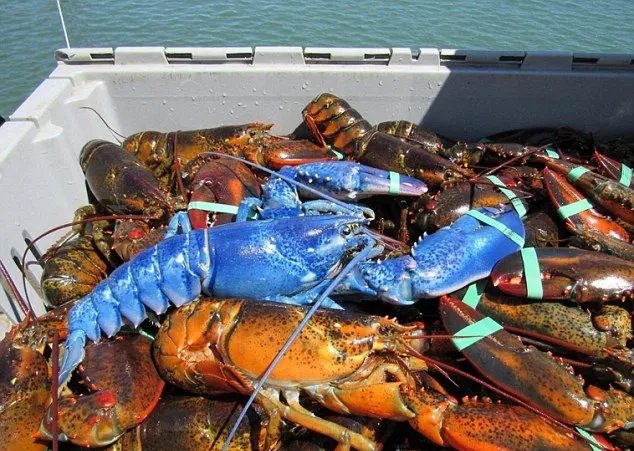 渔民捕获蓝色龙虾