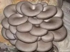 昆明一办公室内长出巨大蘑菇，这个蘑菇能吃吗？