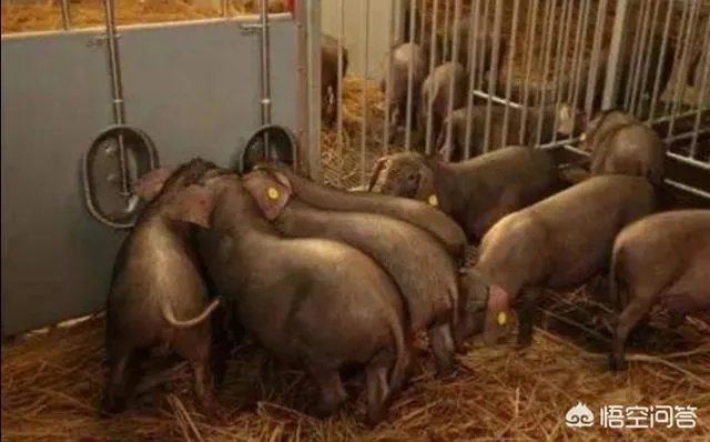 “人工智能养猪”的行为到底靠不靠谱?