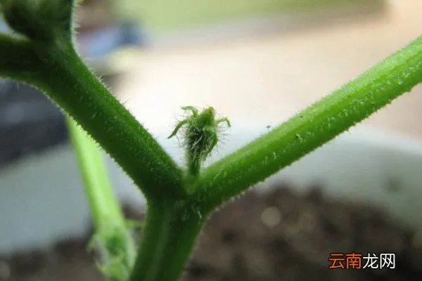 花怎么摘心，怎么给花摘心？