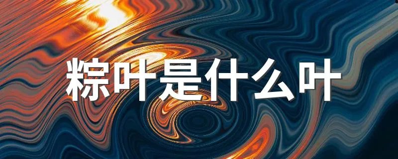 粽叶是什么叶 什么是粽叶