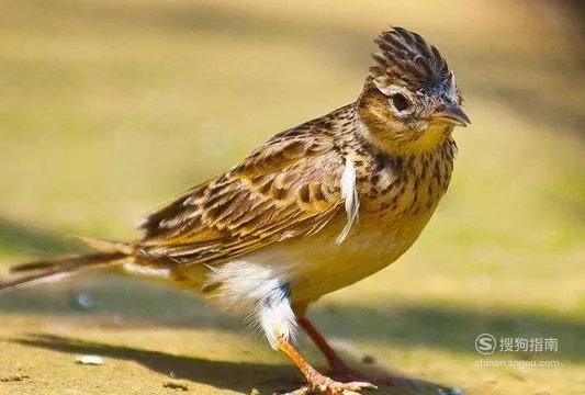 百灵鸟的饲养方法