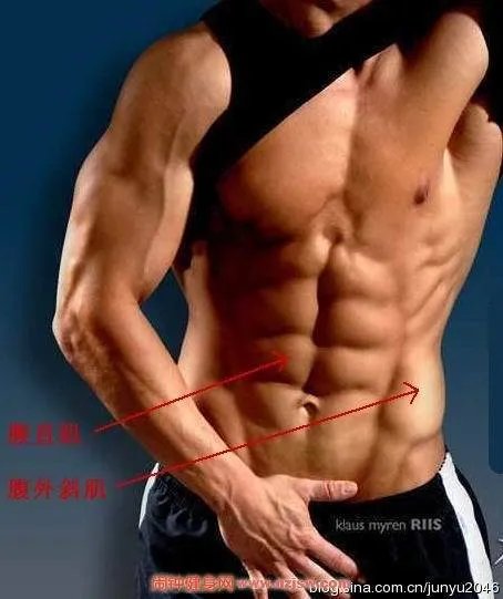 腹肌下面的那个根