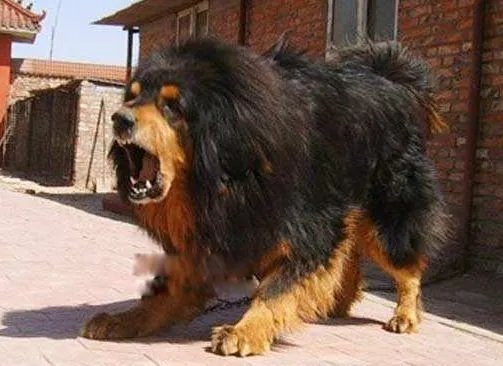 中国藏獒十大獒王排名 狮王中国最有名的藏獒