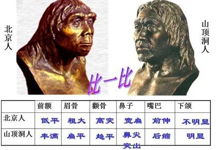 山顶洞人和北京人的区别在哪里?山顶洞人的种族特征是什么？