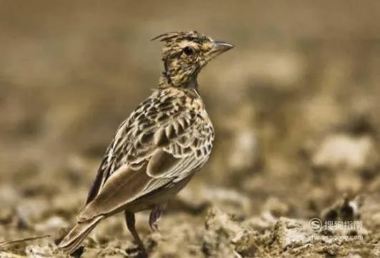 百灵鸟的饲养方法