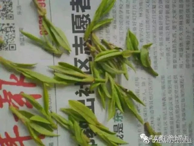 中茶108这个品种有何优缺点？