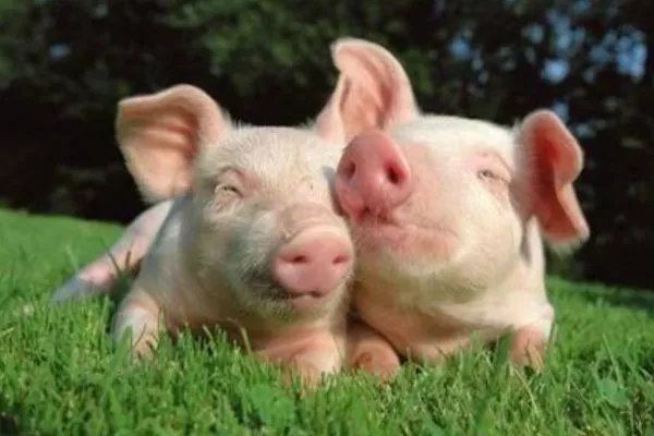 近日广州猪肉价格迎来了五连跌，目前的行情会持续多久？