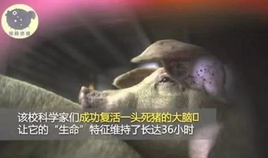 成功复活死亡猪脑是真的吗：怎么复活的始末详情
