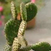 男子骑车失控摔入仙人掌丛，具体是什么情况？