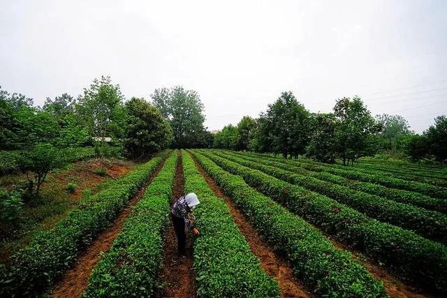 中茶108这个品种有何优缺点？