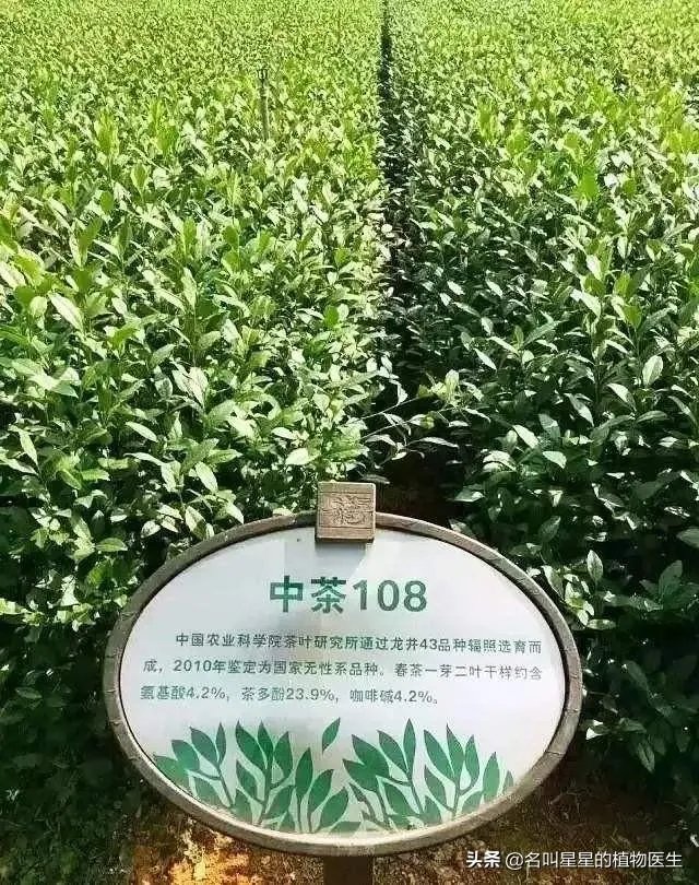 中茶108这个品种有何优缺点？