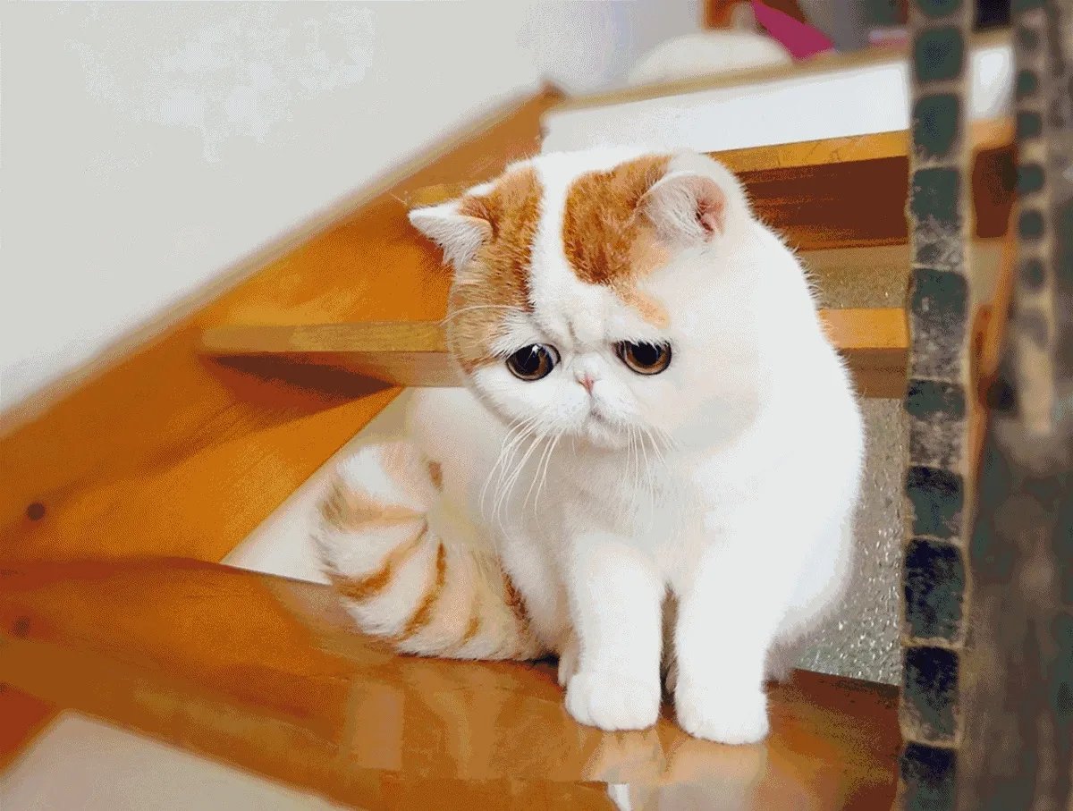 给每个员工发一只猫，等员工离职的话要把猫退还给公司，这样做可以起到稳定团队的作用吗？