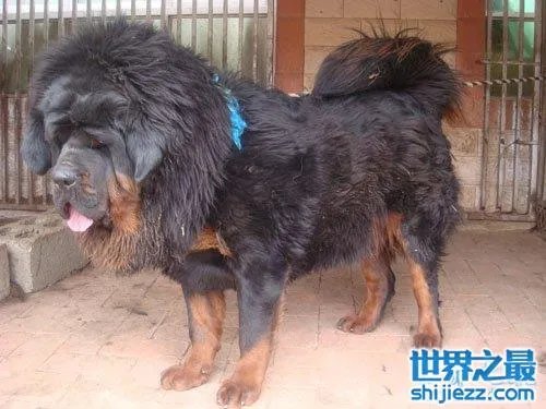 世界上最贵的藏獒，中国纯红藏獒高达5000万 