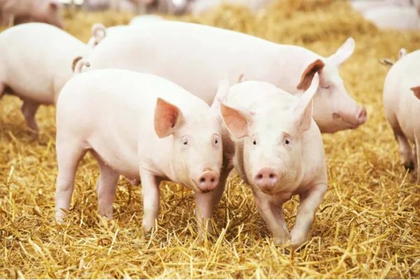 闭门造车看表面是什么生肖