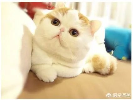 给每个员工发一只猫，等员工离职的话要把猫退还给公司，这样做可以起到稳定团队的作用吗？