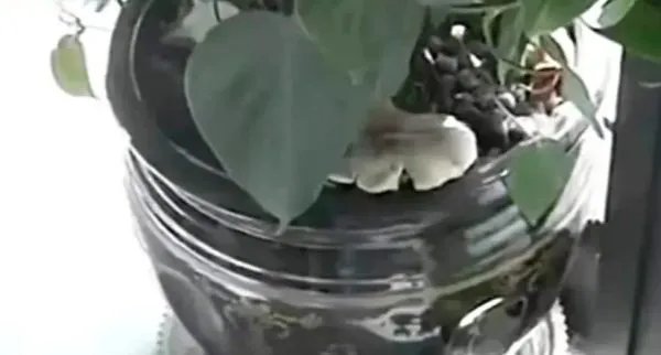 昆明一办公室内长出巨大蘑菇，这个蘑菇能吃吗？