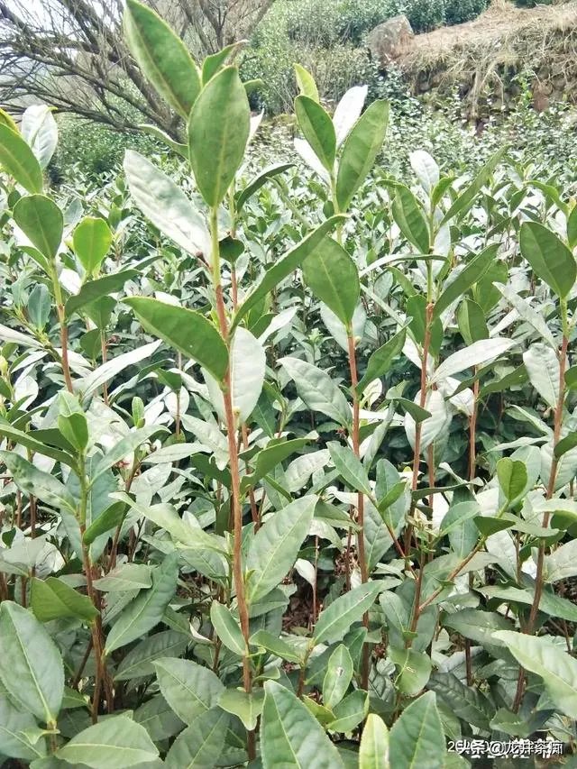 中茶108这个品种有何优缺点？