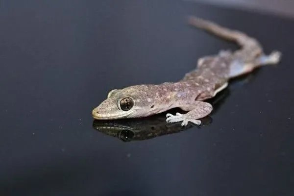 壁虎进家里是什么预兆 壁虎进屋十大预兆是好兆头