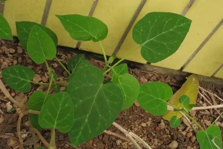 通光散草药图片