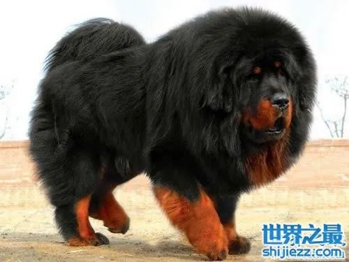 世界上最贵的藏獒，中国纯红藏獒高达5000万 