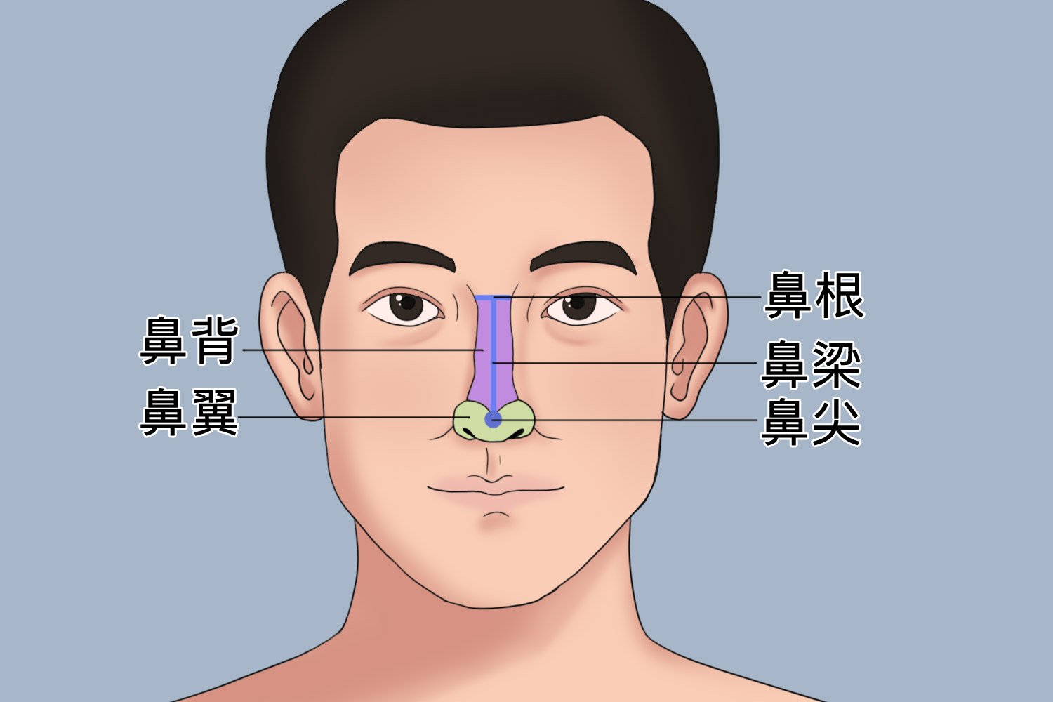 鼻子结构图并带名称图