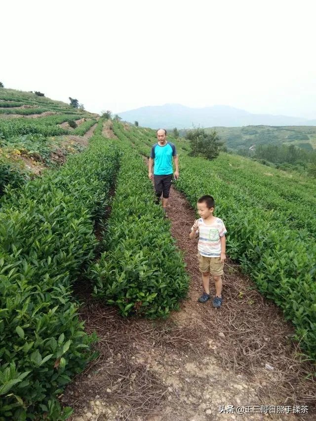 中茶108这个品种有何优缺点？