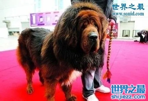 世界上最贵的藏獒，中国纯红藏獒高达5000万 