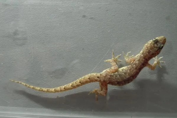 壁虎进家里是什么预兆 壁虎进屋十大预兆是好兆头