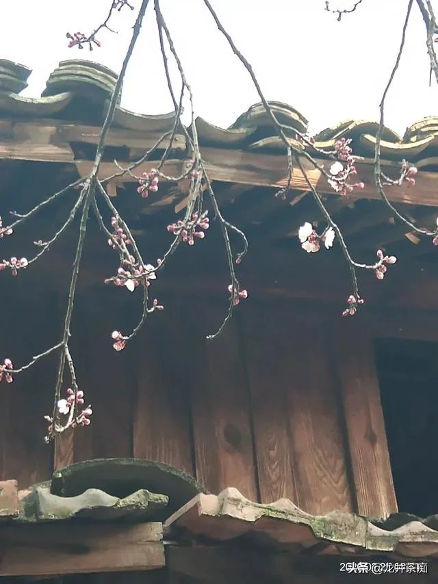 中茶108这个品种有何优缺点？