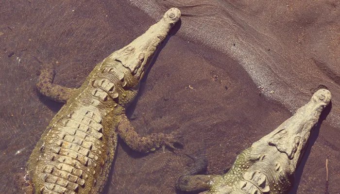 非洲大草原有哪些动物