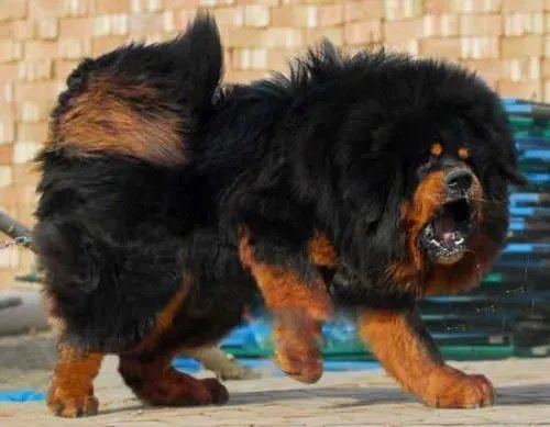 中国藏獒十大獒王排名 狮王中国最有名的藏獒