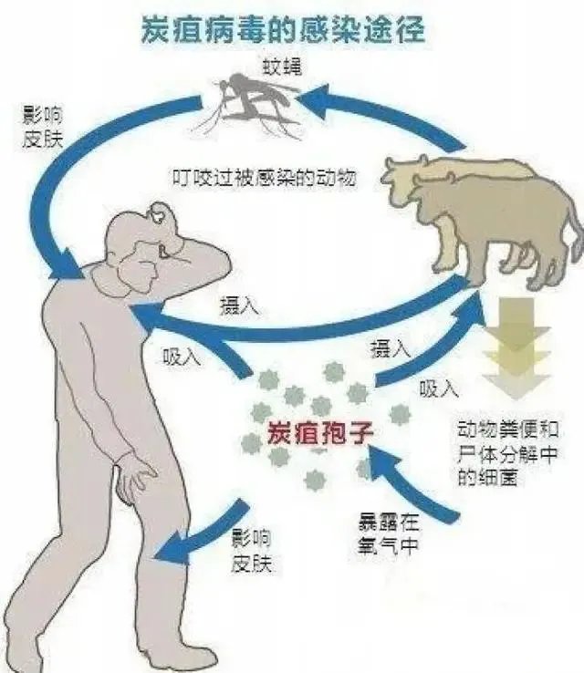 山东出现炭疽死亡病例！至少三地有人确诊，它是如何进行传播的？