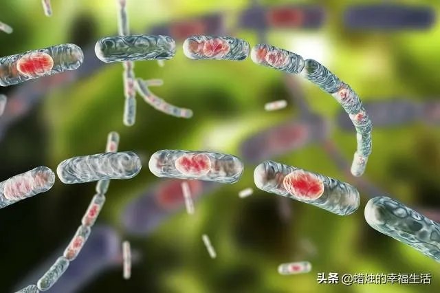 山东出现炭疽死亡病例！至少三地有人确诊，它是如何进行传播的？