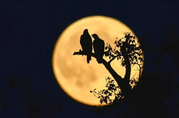 今年第一个超级月亮即将登场，超级月亮是什么意思？