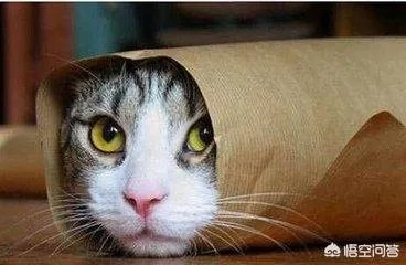 怎样才不会胆怯?