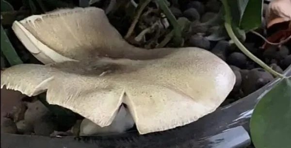 昆明一办公室内长出巨大蘑菇，这个蘑菇能吃吗？